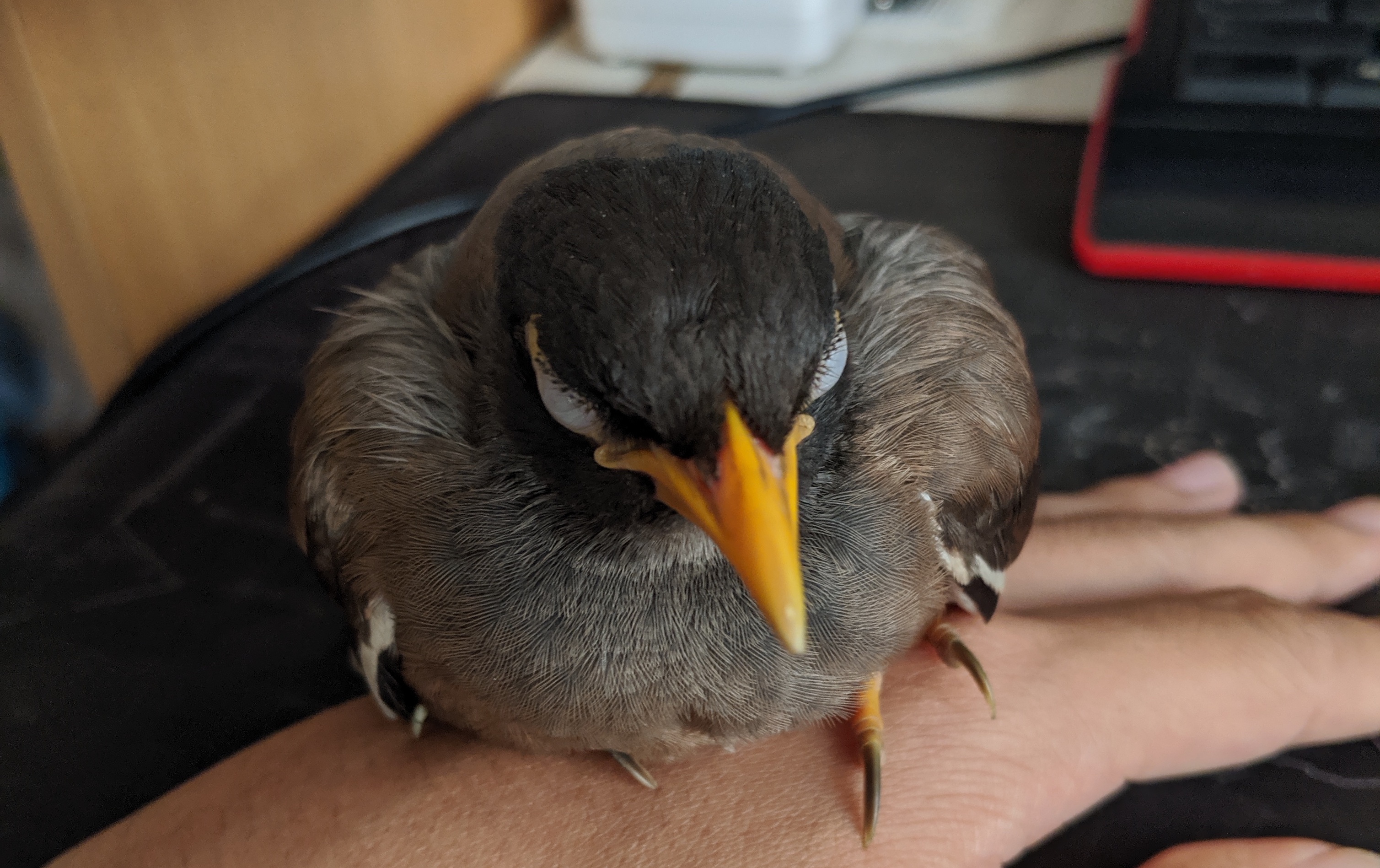jubjib